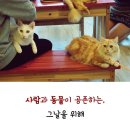 커피타는 고양이 이미지