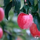 장수약품 이미지