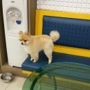 피닉스동물병원 이미지