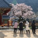 432. 순천 자연휴양림 야영장(순천국민여가캠핑장) - 남도 매화캠핑