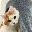 냥카페,루브 이미지