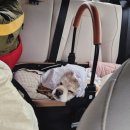 38마린리조트 | 양양 여행 Day 1 🐶 1탄!♡ 애견동반 여행 스노쿨링🤿 [하조대해수욕장 옆] [38마린리조트]