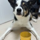 금산홍삼사료 | 강아지영양제추천 6년근 고려 흑삼펫 금산이가홍삼