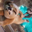 윌로우목장 이미지