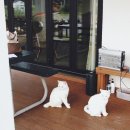 하얀배 민박 이미지