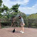수석정 | 애견동반 금광호수 하늘전망대 둘레길 강아지 데리고 갈만한 곳