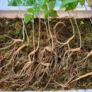 기안말산삼삼계탕 이미지