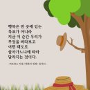 앵두나무우물가에 | 26년 4월 이야기, 2일은 앵도나무가 꼬깃꼬깃 접어두었던 하얀 꽃과 파릇한 잎을 하나둘씩 펴 보이면서...