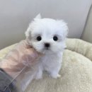 그려드림