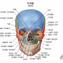 오장육부 이미지