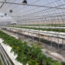 진성2농장 이미지