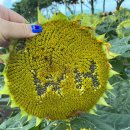 원호농장 이미지