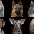 Pet & Cat 이미지