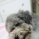 개들의 만찬 이미지