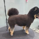 강남애니펫샵 이미지