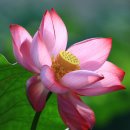 (주)서오지리꽃빛향 | 물이 흐르는 들판에 아름다운 꽃이 피어나는 화천의 flower garden