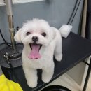 강남애니펫샵