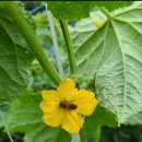 교리떡방앗간 이미지