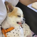 모니모니해도비건(mmv) 이미지