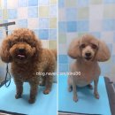 59펫살롱 이미지