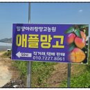 가야농원 | 국산애플망고 밀양아리랑망고농원 방문 후기 🍋🥭 달콤한 애플망고