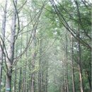 갈산공원(중간) 이미지