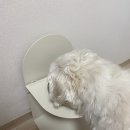 강아지홀릭 | 강아지 높이 조절 물그릇 마블홀릭 내 돈 내산 1년 사용 후기