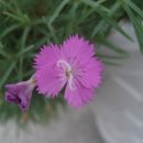 패랭이공원 내 이미지