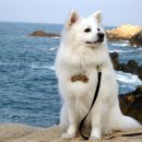 바다의왕자 이미지