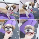 베베펫살롱 이미지