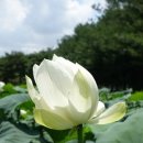 레미탈;시멘트;백시멘트;보도블럭;마사토;모래 이미지