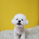 새침하개멍 | 비숑미용/새침하개멍/상모동애견미용/오태북삼애견미용