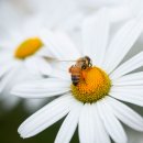 건강 약초 이미지