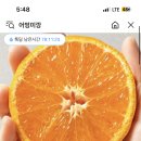 카카오톡딜)제주 카라향 1.5키로 중복쿠폰가 12960원 무배 이미지