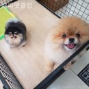 해피펫클럽 이미지