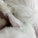 아너스 약국 | 울산 아너스 동물병원 슬개골 수술 (후기2)