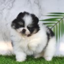 댕댕러브펫 이미지