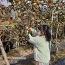 ＜11월＞ 현장체험학습-가을 열매를 만나러 가요 -사과수확(3) 이미지