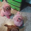 분홍색 강아지들 이미지
