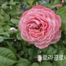 플로라콜로니아 와 로빈 이미지