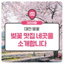 대전 벚꽃 실시간 개화 및 벚꽃 맛집 네곳!