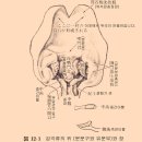 가재의 탈피(3) - 가재의 위석과 칼슘 침착구조(沈着構造) 이미지