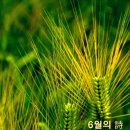 산채가 이미지