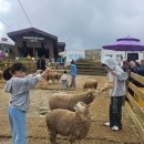 정선 농장 | 정선 하이원리조트 양떼목장, 토끼마을 &#39;구름아래 동물농장&#39; (이용요금, 운영시간, 먹이체험)