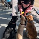 견달산로 | 일산 대형견 실내수영장 첫방문 너무 만족스러웠던 펫츠힐 후기