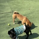 두리멍쉴 애견유치원 이미지