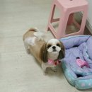 날다펫 이미지
