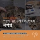 심동물병원
