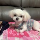 제니스펫하우스 이미지