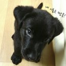 용인가축약품 이미지